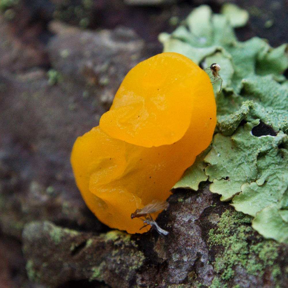 dacrymyces orange jelly fungus