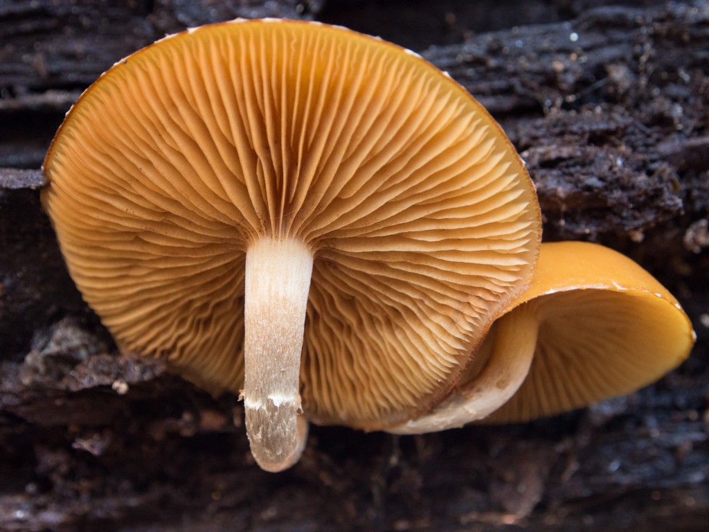 underside view of the gills of a galerina marginata mushroom