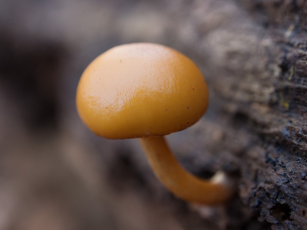 galerina marginata mushroom on the side of a log