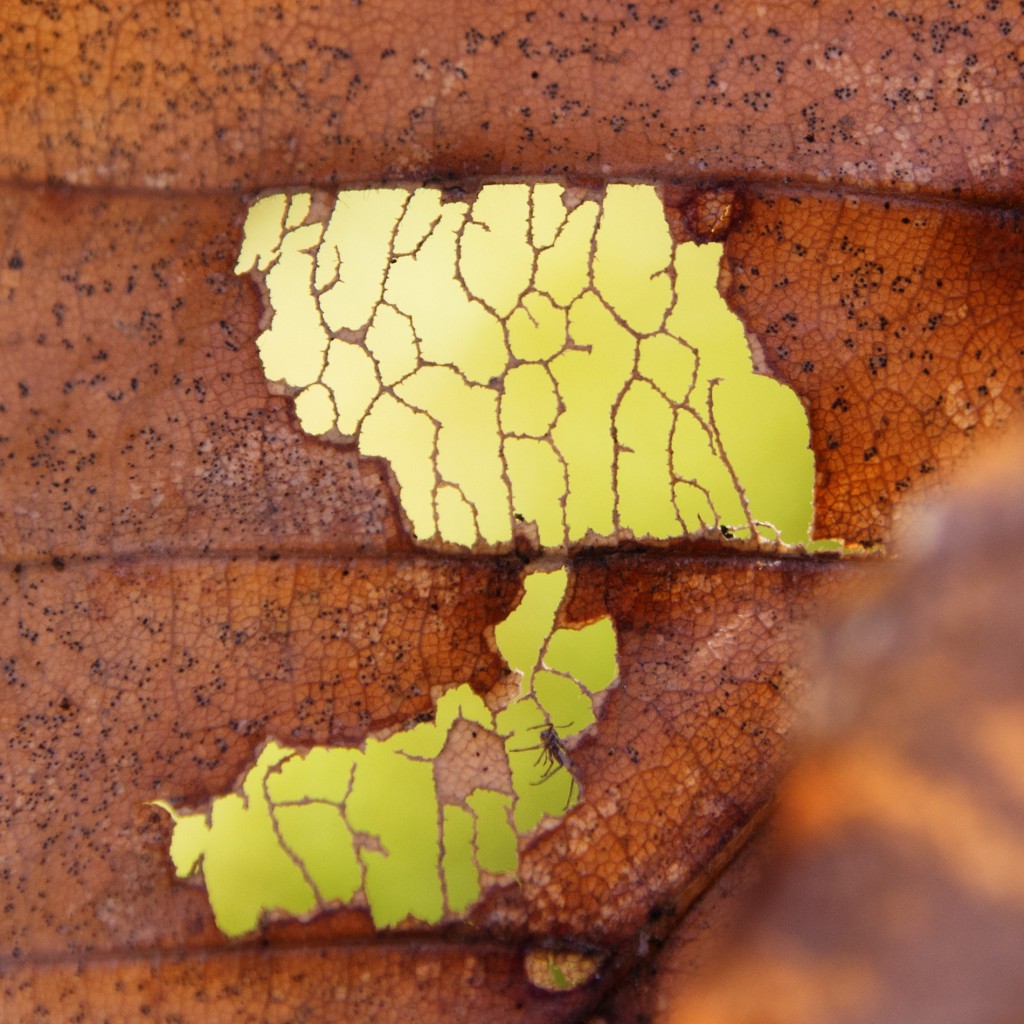 macro photo of decayed leaf
