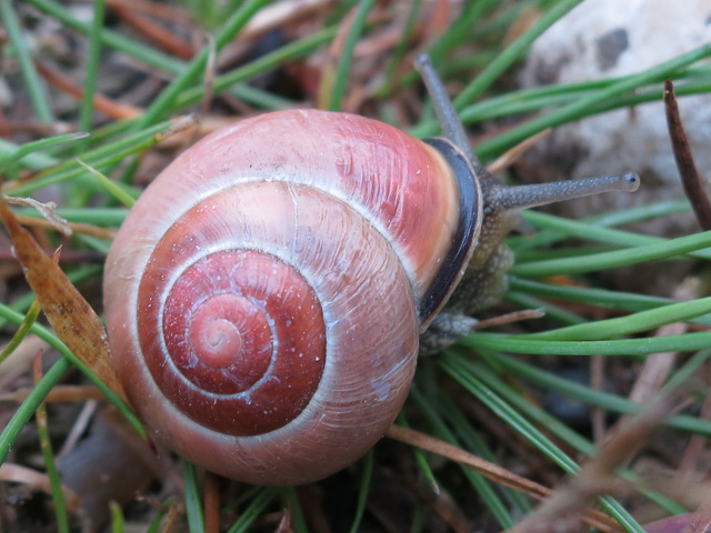 red snail