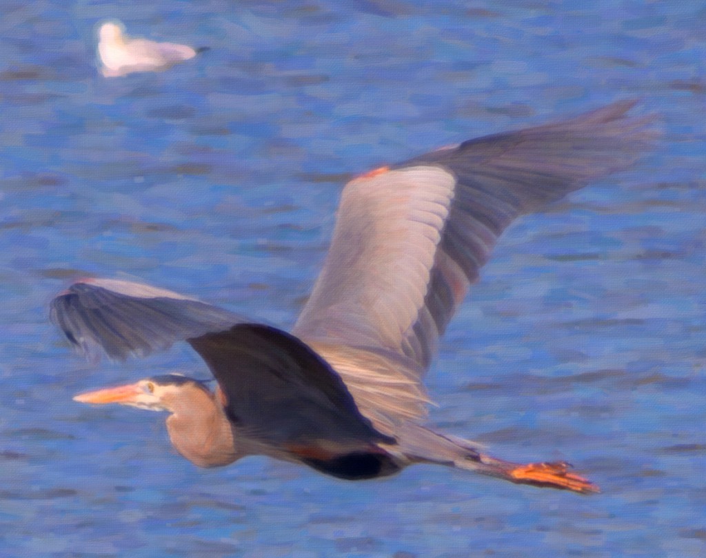 Great Blue Heron flying, oil painting made with Alien Skin Snap Art