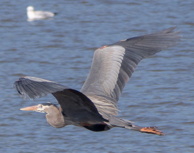 Great Blue Heron flying