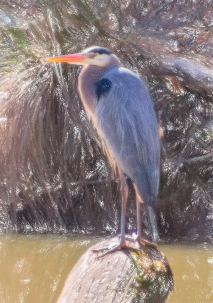 Great Blue Heron standing on log