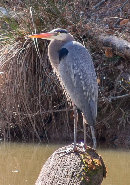 Great Blue Heron standing on log