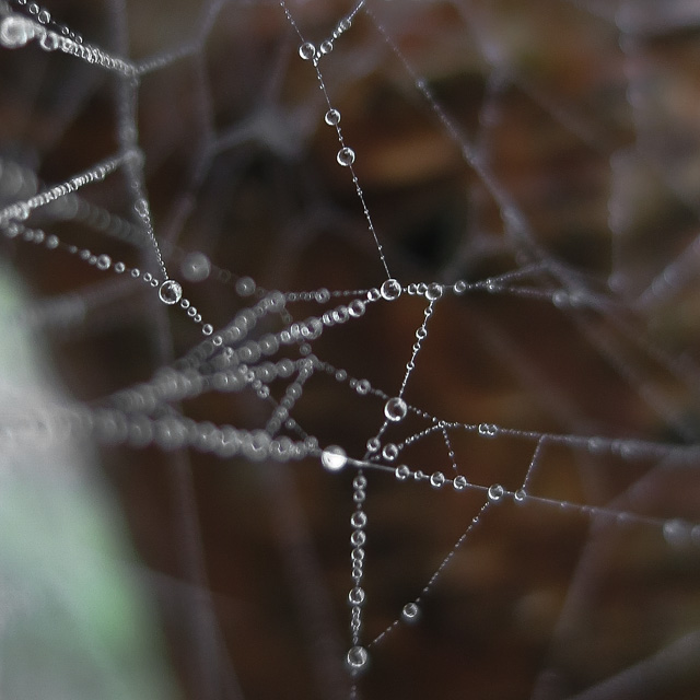dew drops on a spider web. neat geometric pattern