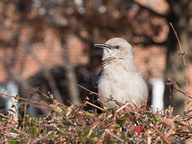 bird on a bush