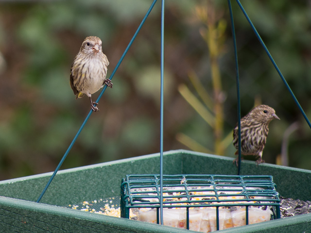 birds on a bird feeder