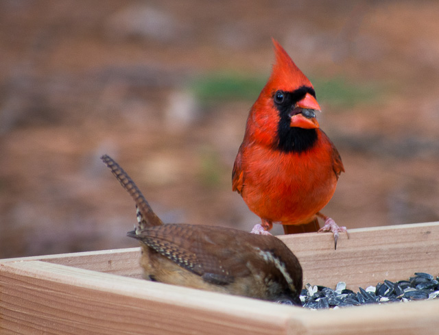 cardinal bird at a bird feeder