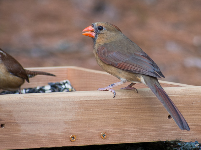 female cardinal bird sitting on a bird feeder