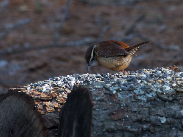 bird on a log