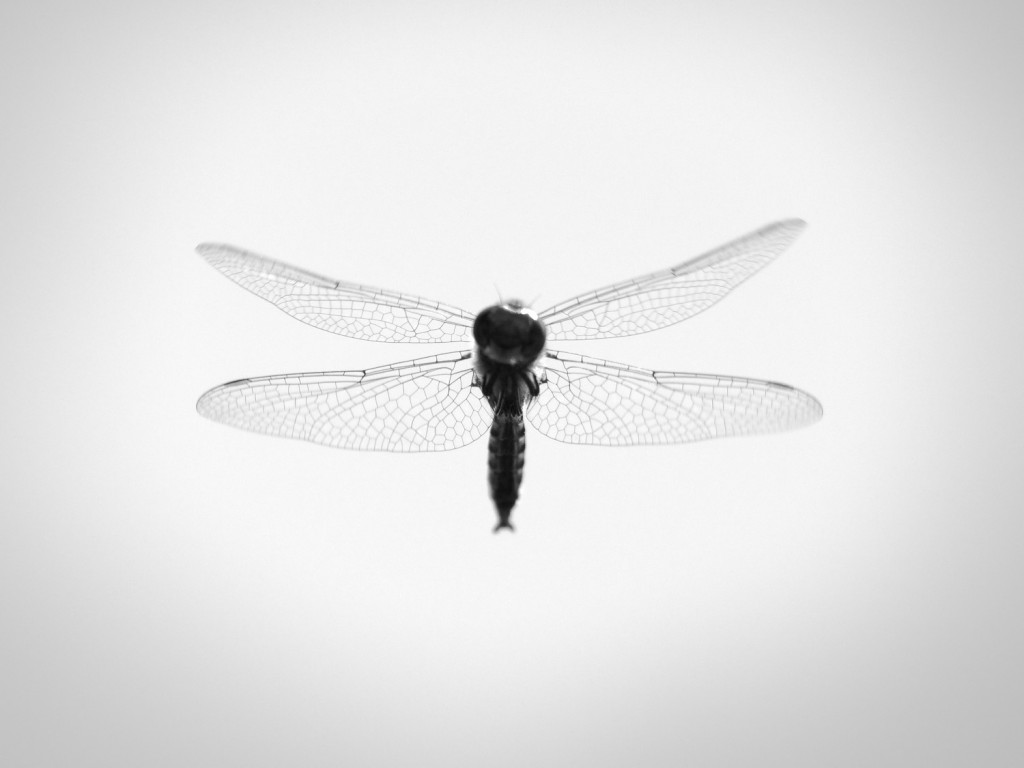 dragonfly in flight