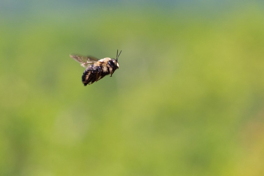 bumblebee in flight