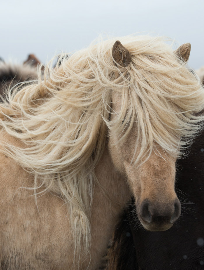 Bobbie Goodrich - Horse Raw