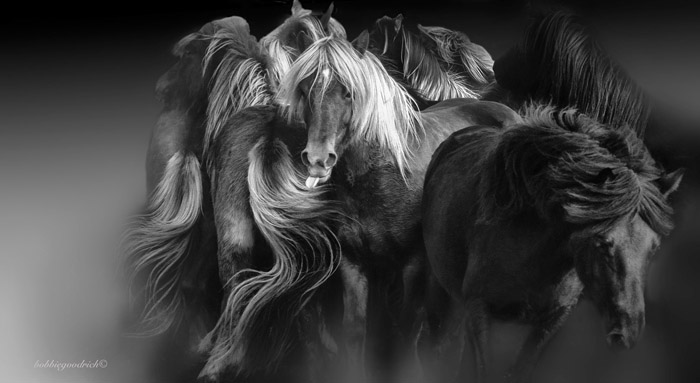 Bobbie Goodrich-Iceland Horse Group