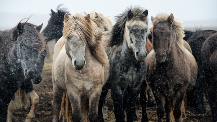 Bobbie Goodrich-Iceland Roundup