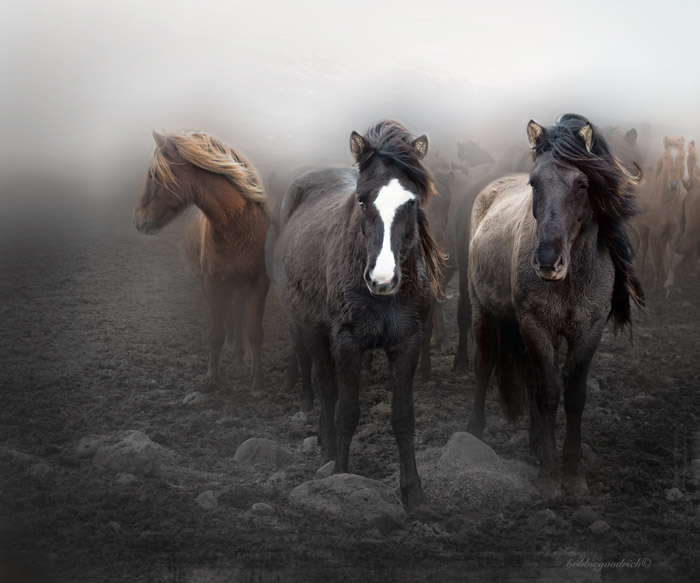 Bobbie Goodrich-Iceland horses
