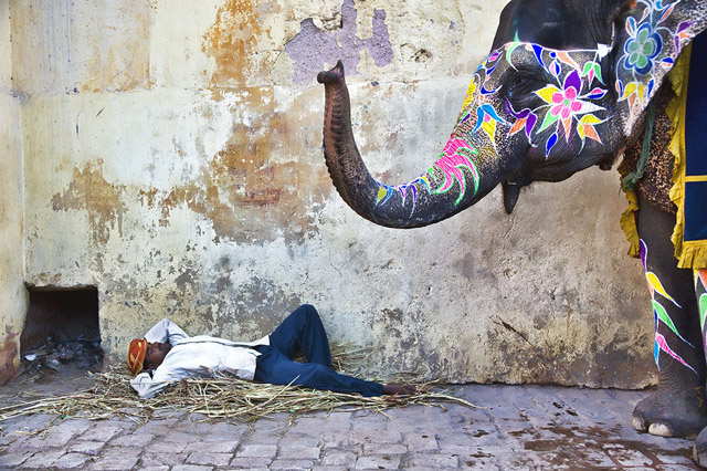 Travel Photography Image © Scott Stulberg - Elephant in Jaipur, India