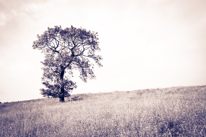 black and white filters: ‘Kilmagad Wood, Scotlandwell, Fife’  Some tweaking of the B&W Split Toning – Warm Brown was needed to get a look that I liked for this solitary ash tree. There is no right and wrong about how these filters are applied, just a tuning in to your reaction until you feel in your gut that it’s working for you. Just hope others like it too!