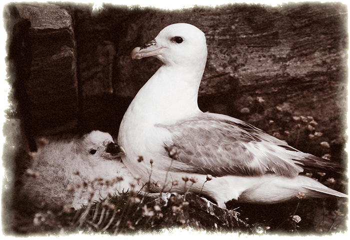 Nostalgia for Snow: A Climate Change Photography Project. Northern fulmar and chick