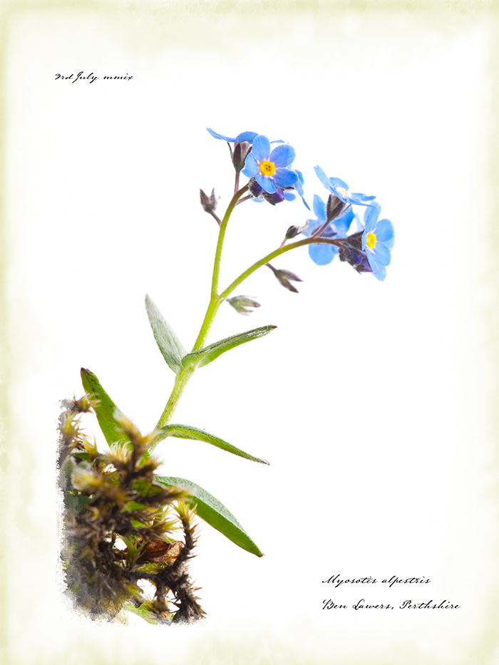 Nostalgia for Snow: A Climate Change Photography Project. Alpine forget-me-not, Scotland