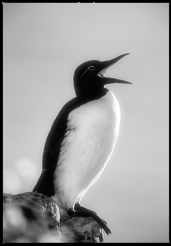 Nostalgia for Snow: A Climate Change Photography Project. Guillemot, yawning