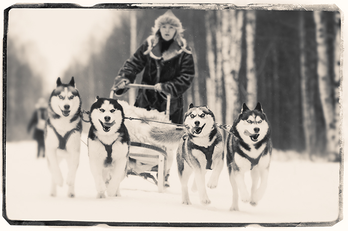 Nostalgia for Snow: A Climate Change Photography Project. Huskies drawing sledge, Tallinn, Estonia