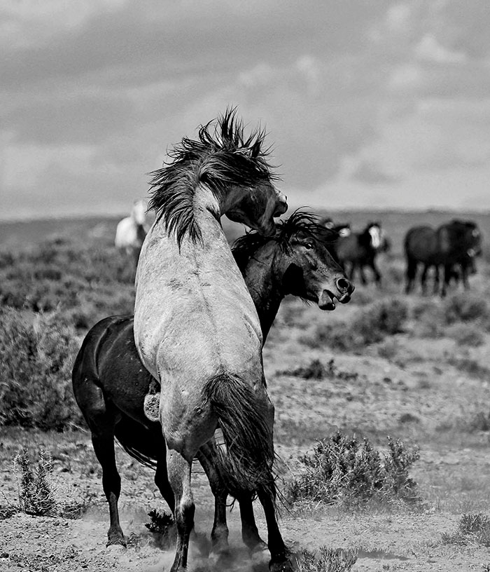 Equine Photography: Patrick-Brennan---Alien-Skin-BW