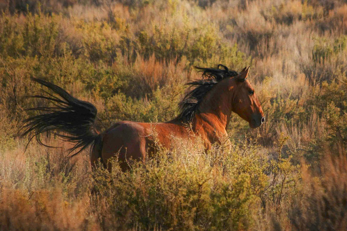 Equine Photography: Patrick Brennan Alien Skin07