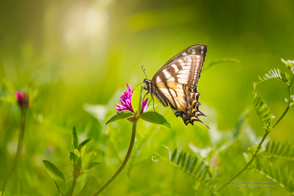 lens flare effects in Exposure X: lens flare in butterfly pic